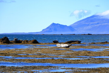 Harbor seal (Phoca vitulina) resting on seaweed, Ytri Tunga, Snæfellsnes peninsula, Snaefellsnes, Iceland, Europe
