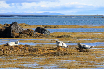 Harbor seal (Phoca vitulina) resting on seaweed, Ytri Tunga, Snæfellsnes peninsula, Snaefellsnes, Iceland, Europe