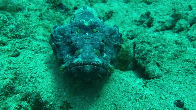 closeup of stonefish