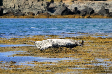 Harbor seal (Phoca vitulina) resting on seaweed, Ytri Tunga, Snæfellsnes peninsula, Snaefellsnes, Iceland, Europe