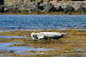 Harbor seal (Phoca vitulina) resting on seaweed, Ytri Tunga, Snæfellsnes peninsula, Snaefellsnes, Iceland, Europe