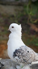 dove on the beach