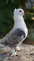 dove on the beach