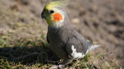 Gray Cockatiel Landscape
