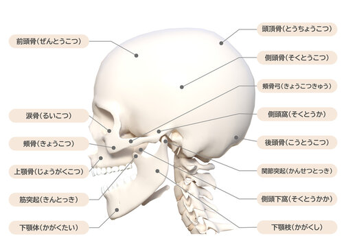 頭蓋骨 頭の側面の骨の図解 3Dイラスト 顔アップ 横向き Stock