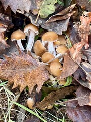 mushrooms in autumn