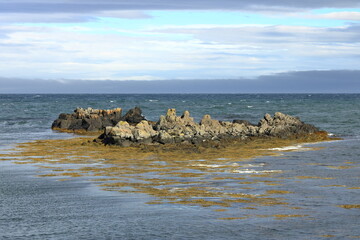 seal watching beach in Illugastadir, Iceland