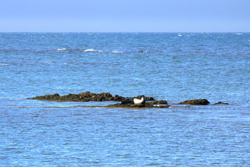 seal in Iceland posing near Illugastadir on the Vatnsnes peninsula