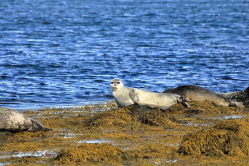 seal in Iceland posing near Illugastadir on the Vatnsnes peninsula