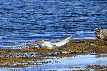 seal in Iceland posing near Illugastadir on the Vatnsnes peninsula