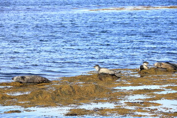 seal in Iceland posing near Illugastadir on the Vatnsnes peninsula