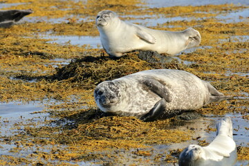 seal in Iceland posing near Illugastadir on the Vatnsnes peninsula