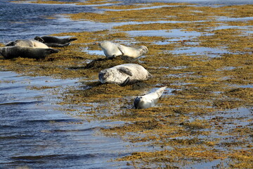 seal in Iceland posing near Illugastadir on the Vatnsnes peninsula