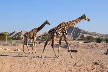 Obraz premium Graceful giraffe (Giraffa camelopardalis) standing in sandy enclosure at Al Ain Zoo, United Arab Emirates