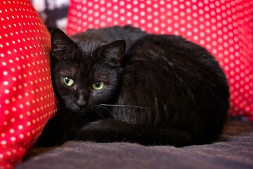 Black cat relaxing on  sofa and looking curious at camera. Horizontal image with selective focus.