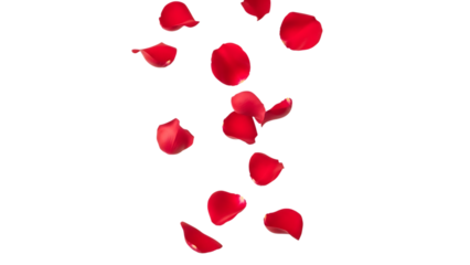 Falling red rose petals isolated on transparent background