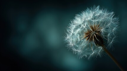 Fototapeta premium Delicate dandelion seed head illuminated against a moody dark teal background