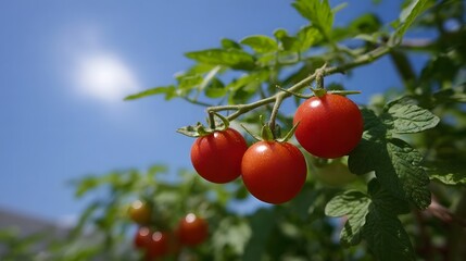 Obraz premium Ripe cherry tomatoes hanging from a vine under a bright blue sky with the sun shining