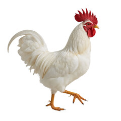 Fototapeta premium Elegant white rooster struts confidently against a stark black backdrop displaying beauty