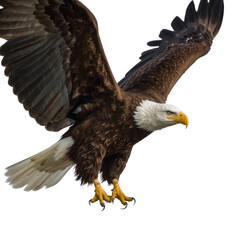 Obraz premium Majestic bald eagle soaring against a stark backdrop its wings spread wide in flight