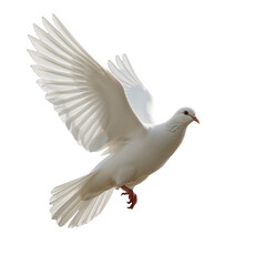 Obraz premium Symbolic flight: A pure white dove ascending into darkness evoking freedom and peace