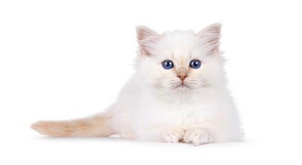 Cute red pointed Sacred Birman cat kitten, laying down facing front. Looking straight to camera...