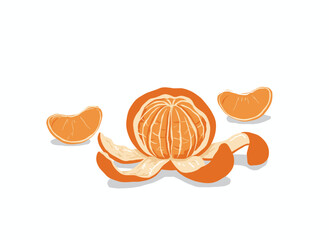 A peeled tangerine featuring mandarin segments or slices, composed of skinless clementine pieces, rendered as a realistic hand‑drawn vector illustration of exotic citrus set against a white