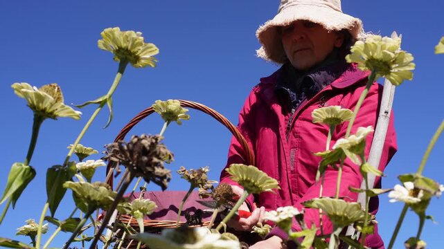 Senior gardener with a straw hat harvesting dry zinnia flowers for seeds in a wicker basket