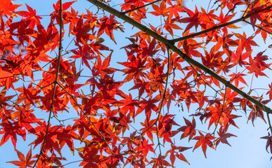 red maple leaves against blue sky