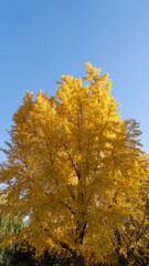 Fototapeta premium Autumn Ginkgo Leaves in Fall Colors