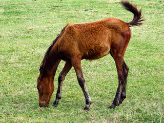Fototapeta premium Young horse on a grass field