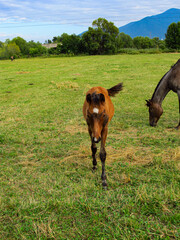 Young horse on a grass field