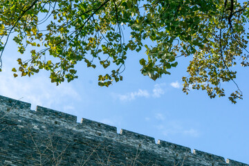 tree, wall and blue sky