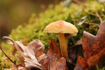 Au cœur de la forêt