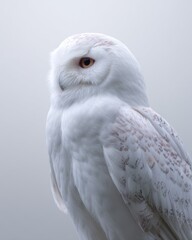 Fototapeta premium Trendy Cloud Dancer 2026 White Owl Portrait