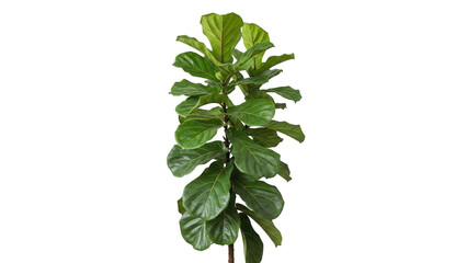 Tall fiddle leaf fig tree isolated on transparent background