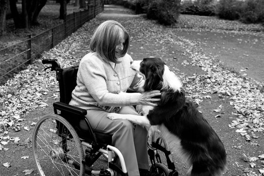 Elderly woman with grey hair sitting in wheelchair outdoors in autumn weather with her service dog border collie