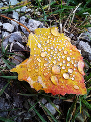 Dew drops on a fallen autumn leaf.