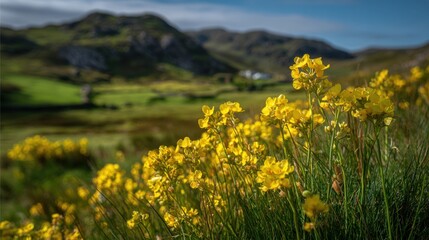 Fototapeta premium Golden yellow wildflowers flourish in a serene valley surrounded by lush green hills during daytime.