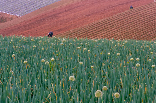 Farm workers tend onion fields on colorful terraced hillsides, where varied soil layers create patterns as they cultivate the crops in the open landscape.