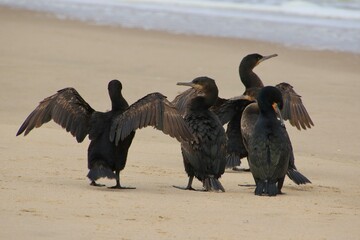 Kormorane am Atlantic Namibia
