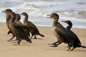 Kormorane am Atlantic Namibia