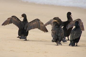 Kormorane am Atlantic Namibia