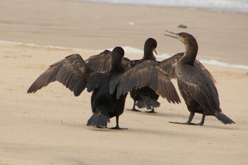 Kormorane am Atlantic Namibia