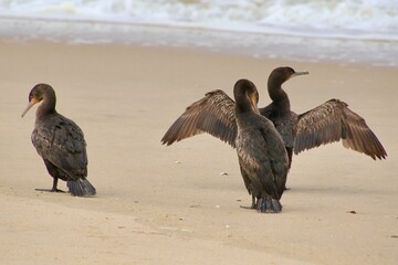Kormorane am Atlantic Namibia