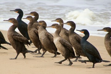 Kormorane am Atlantic Namibia