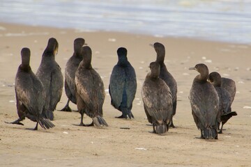 Kormorane am Atlantic Namibia