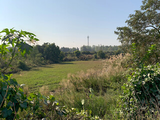 Obraz premium A beautiful large grassy field with distant green trees and a blue sky in the background.