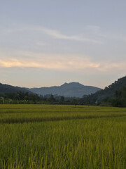 Peaceful green rice paddy field landscape at sunset with mountain range in background. This serene rural scene captures tranquil beauty of agriculture in nature