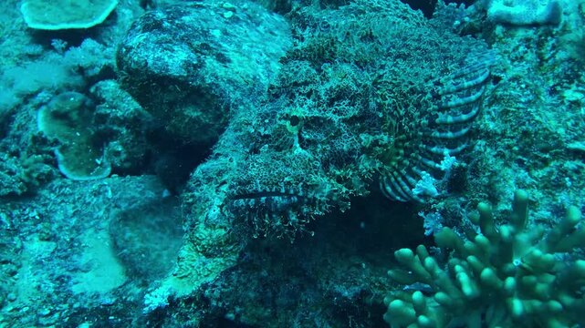 coral reef with scorpionfish